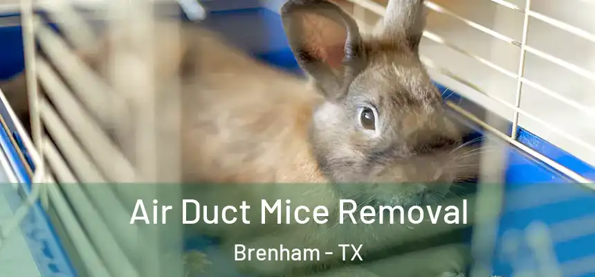 Air Duct Mice Removal Brenham - TX
